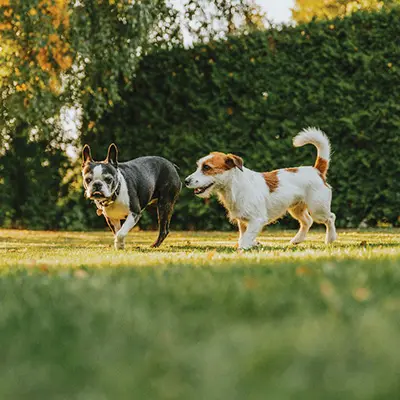 khu dành cho thú cưng stc tân phú